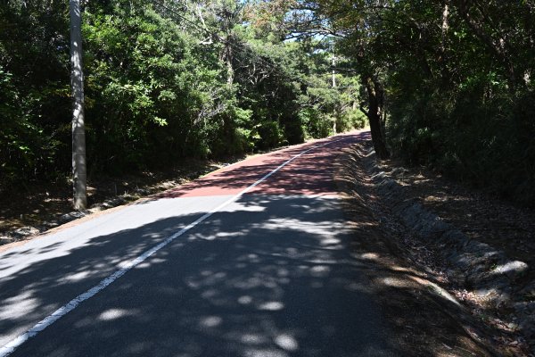 ニブチの森散策路(16)