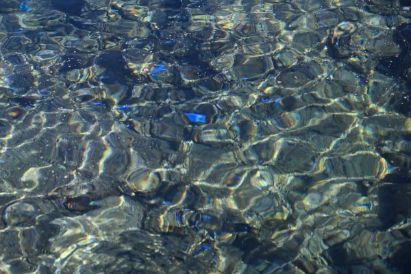 熱帯魚の家(2)