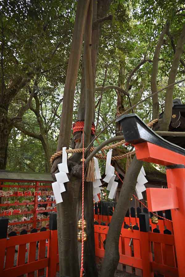 下賀茂神社：相生神社の御神木