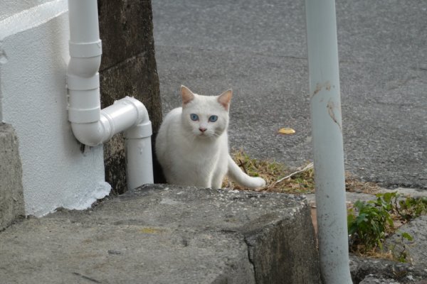 平良の猫ちゃん(1)