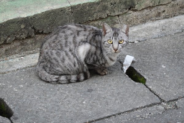 平良の猫ちゃん(2)