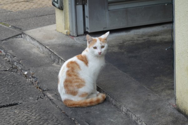 平良の猫ちゃん(3)