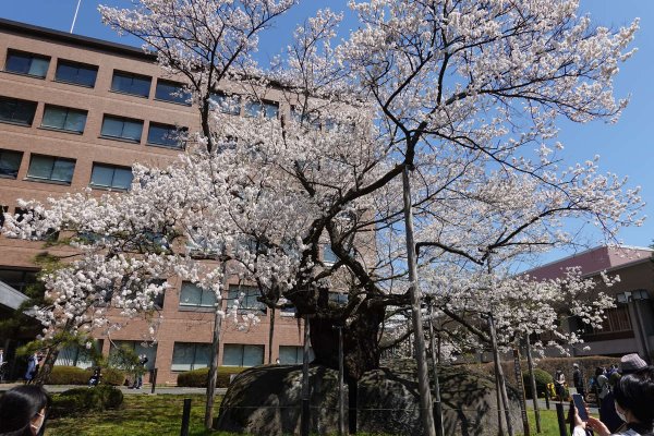 石割桜(2)
