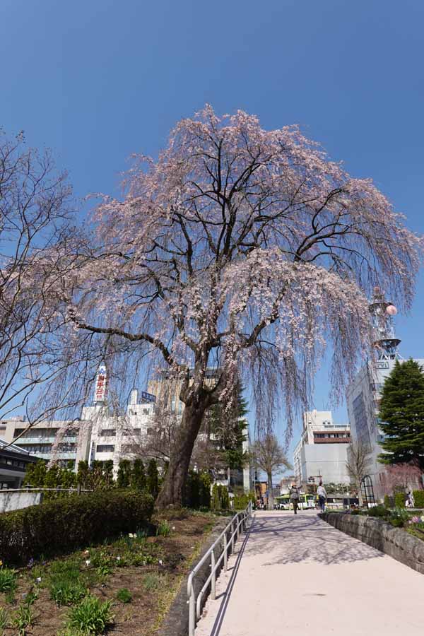 盛岡城跡(4)
