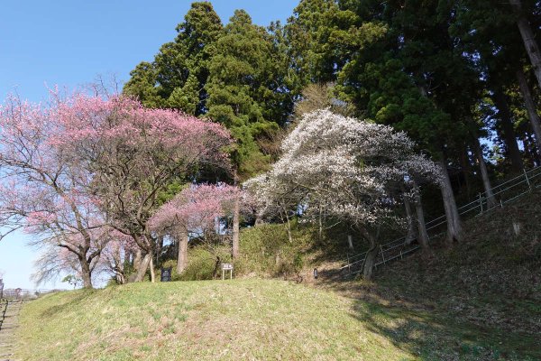 盛岡天満宮(4)