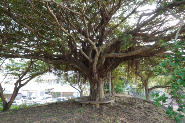 緑ヶ丘公園：大きな木