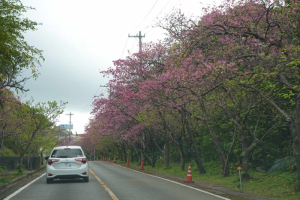 今帰仁城跡への道