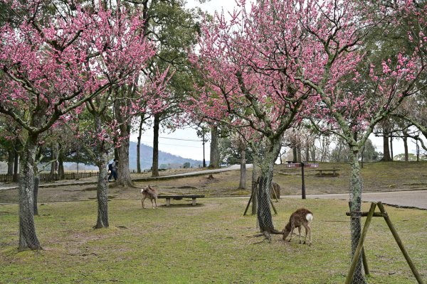 奈良公園(2)