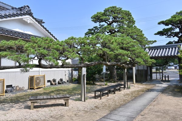 専教寺：臥龍松