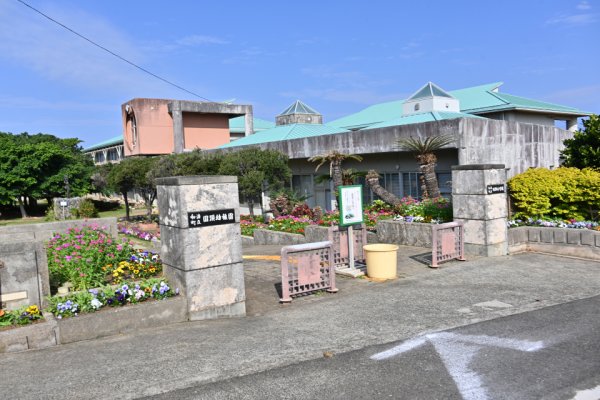 国頭小学校のガジュマル(1)