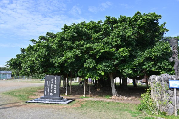 国頭小学校のガジュマル(2)