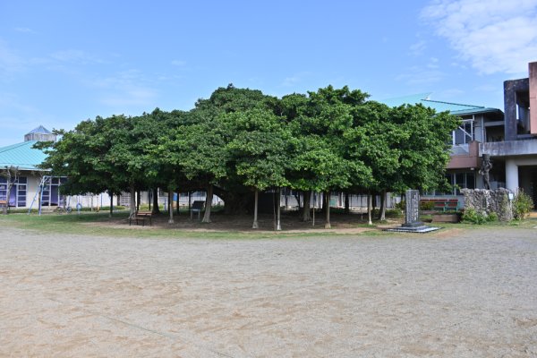 国頭小学校のガジュマル(5)