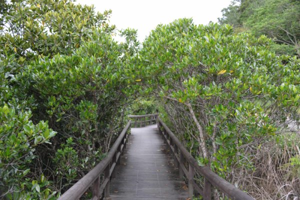 慶佐次湾のヒルギ(4)：遊歩道