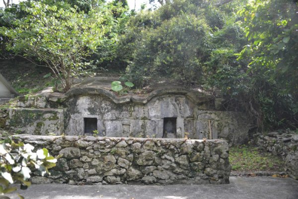安波のサキシマスオウノキ(3)