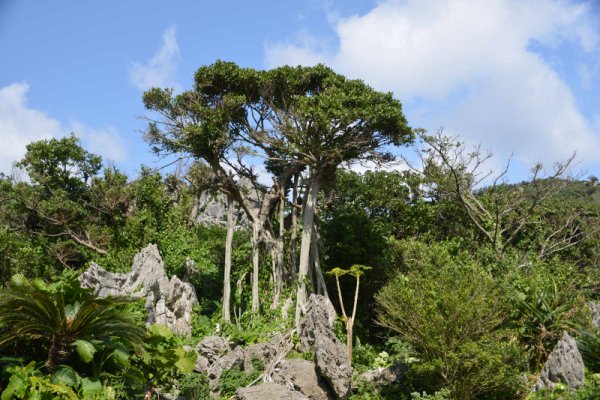 大石林山(1)