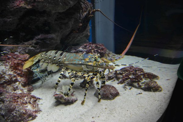 沖縄美ら海水族館(1)