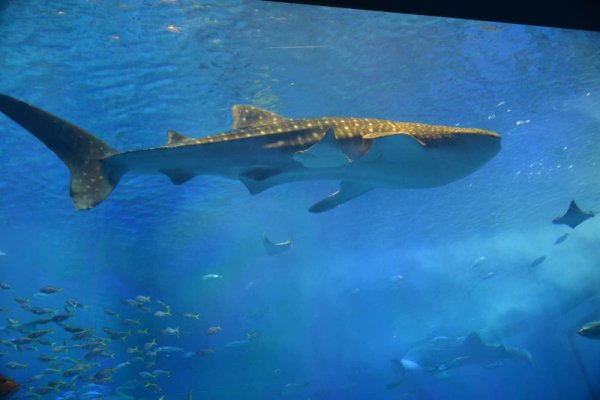 沖縄美ら海水族館(2)