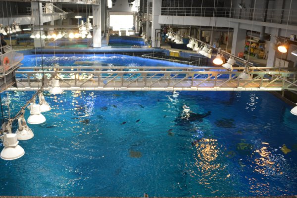沖縄美ら海水族館(4)