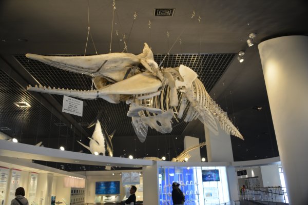 沖縄美ら海水族館(5)