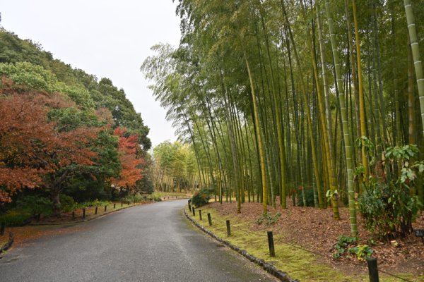 万博記念公園：日本庭園(7)：竹林の小径