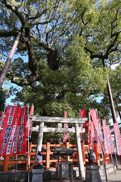 住吉大社(13)：千年楠