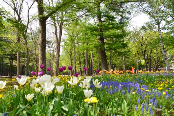 円山公園