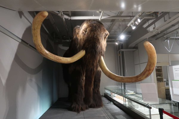 北海道大学総合博物館(2)：マンモス