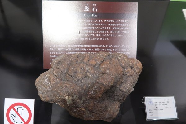 北海道大学総合博物館(4)：恐竜のウンチ