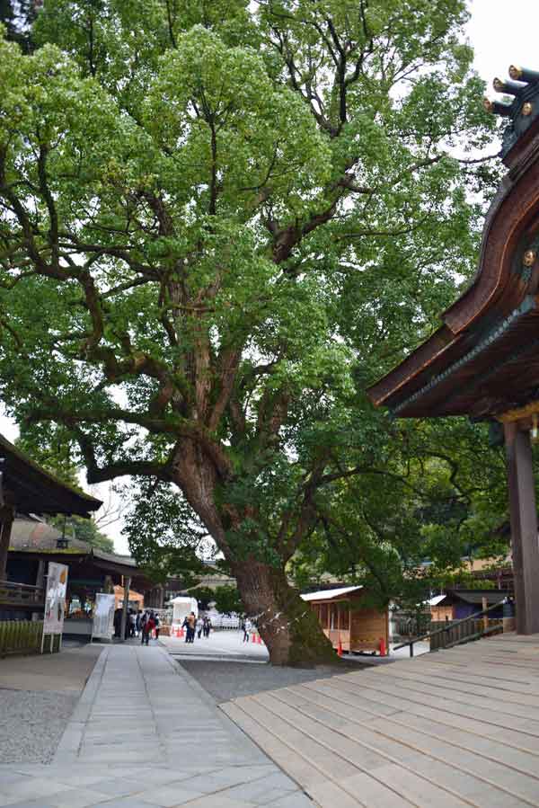 金刀比羅宮(14)：ご神木？