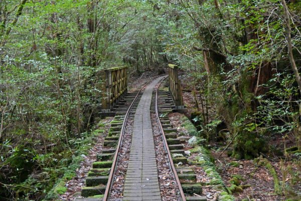 安房森林軌道：道は続く