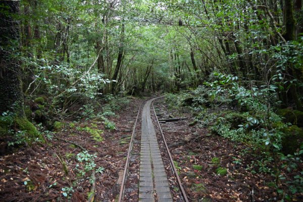 安房森林軌道：綺麗な軌道