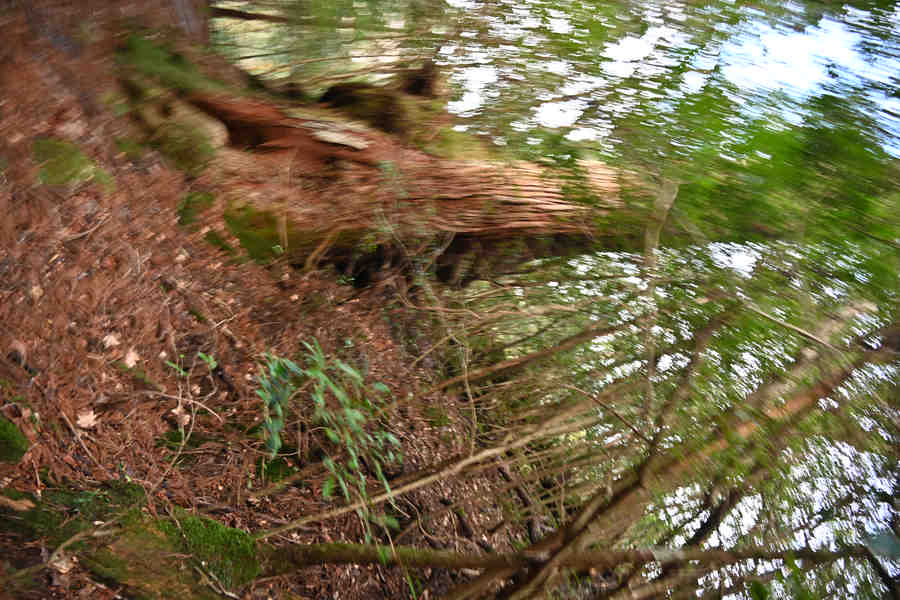 安房森林軌道：屋久杉