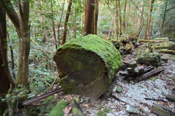 放置された木