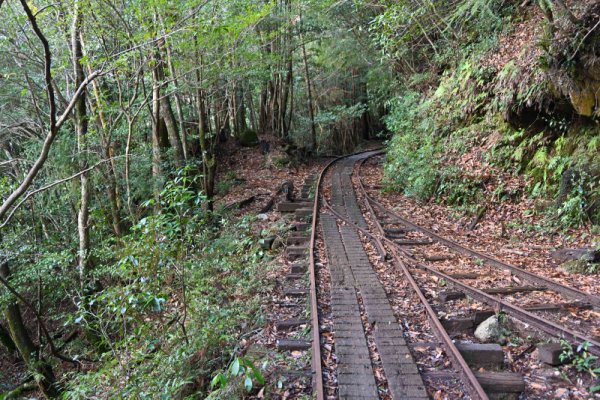 安房森林軌道：分岐
