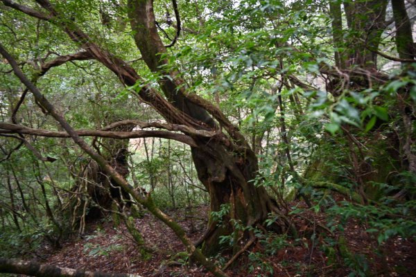 大株歩道：複雑な植生
