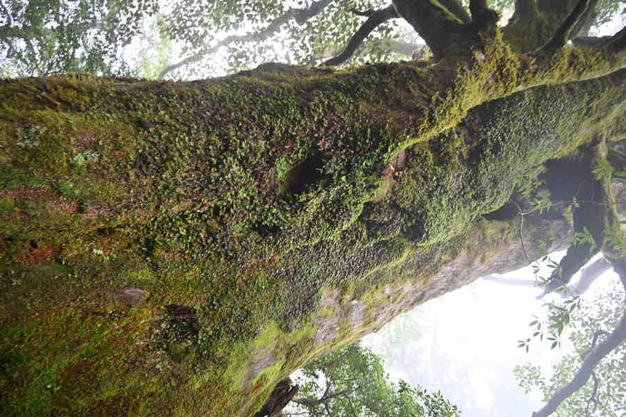 大株歩道：苔むした木