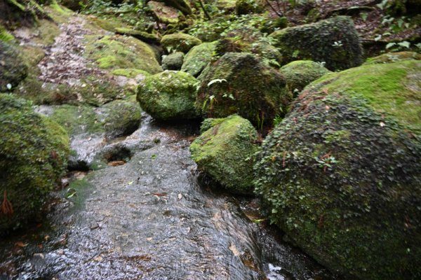大株歩道：苔むした岩