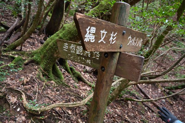 大株歩道：自然観察路
