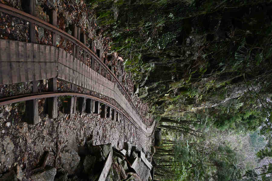 安房森林軌道：大株歩道から戻り道