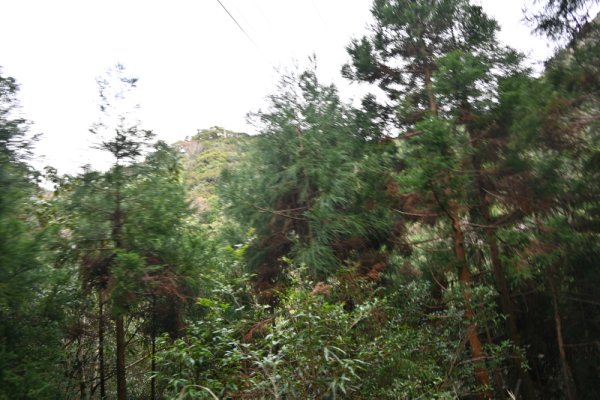 安房森林軌道：遠くの山