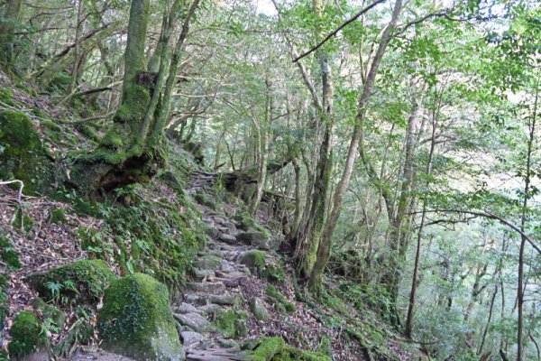 楠川歩道：緩やかな道
