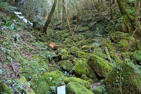 楠川歩道：小さな流れを渡る