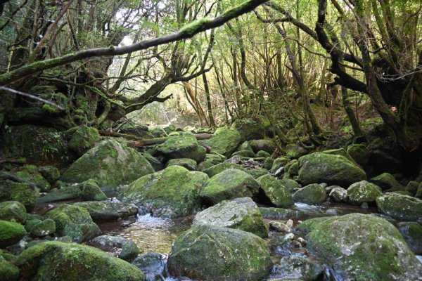 楠川歩道：沢を渡る