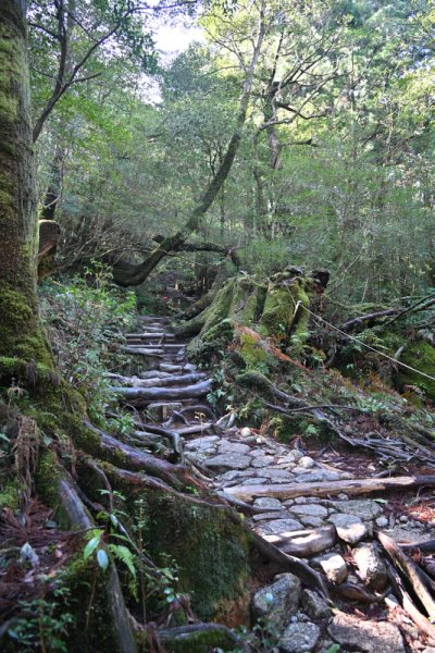 楠川歩道：まだまだ綺麗な道