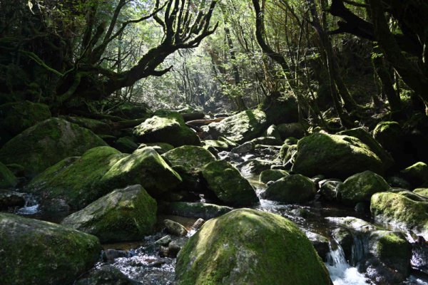 楠川歩道：帰りの沢の渡河