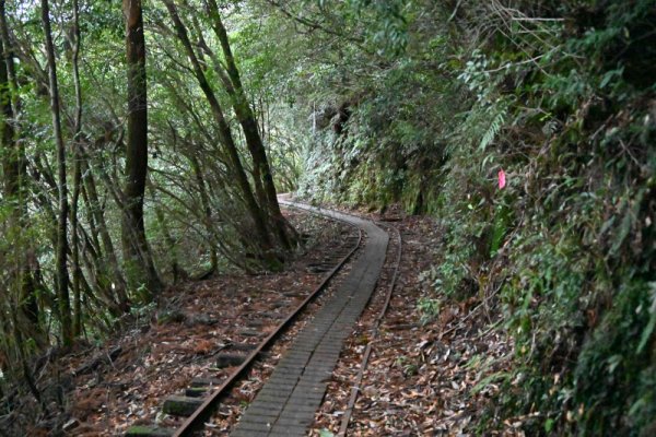 安房森林軌道：川沿いを歩く
