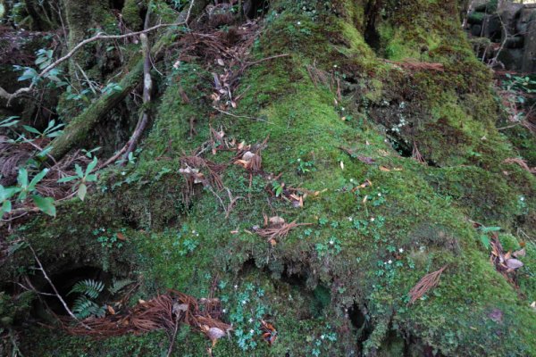 楠川歩道：苔むす切り株