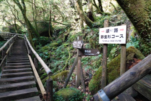 楠川歩道：弥生杉への分岐点