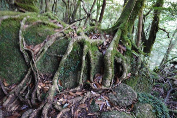 楠川歩道：岩を抱く木