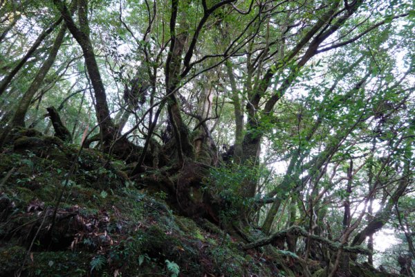 楠川歩道：上には大きな切り株が